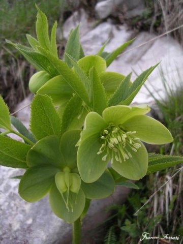 helleborus viridis